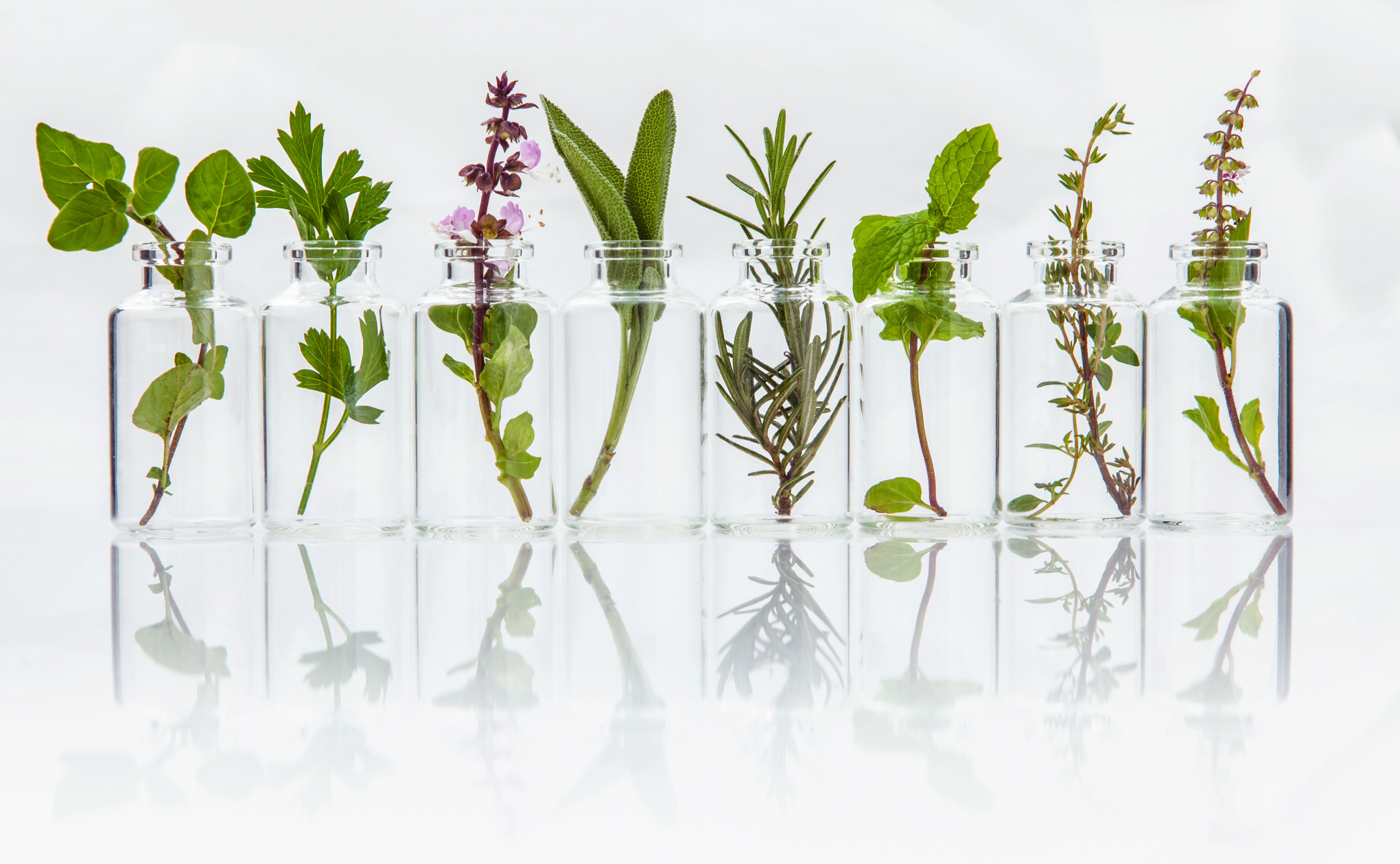 Herbs in Jars - Image of Herbs Used For Aromatherapy